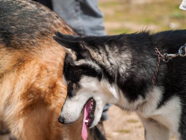 Sevimli köpekler parkta eğleniyor
