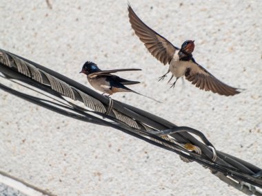 kuşlar tel üzerinde oturuyorsun
