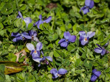 Alanda bahar yaban çiçekleri 