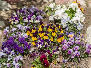 Bahçede açan çiçekler 