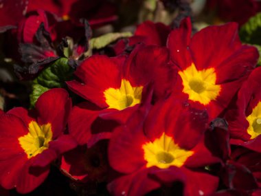 Bahçede açan çiçekler 