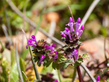 Alanda bahar yaban çiçekleri 