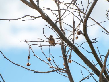  Bir dalda tıraşlama kuş