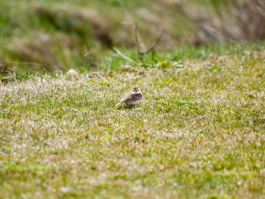 Salamanca, Ispanya çim üzerinde kuş.