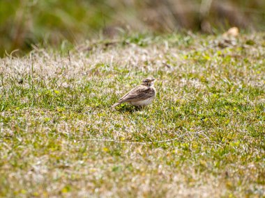 Salamanca, Ispanya çim üzerinde kuş.