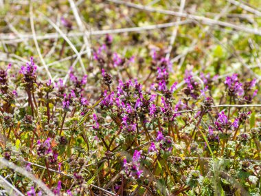 Alanda bahar yaban çiçekleri 