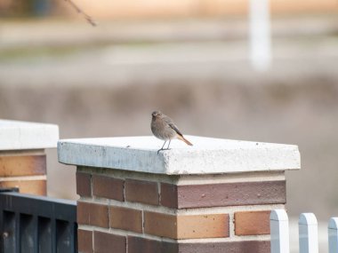 Kuşlar çitte oturuyor. 