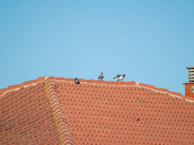 kuşlar kiremitçatı üzerinde oturuyor  