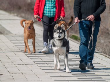 Sahipleri ile yürüyüş sevimli köpekler 