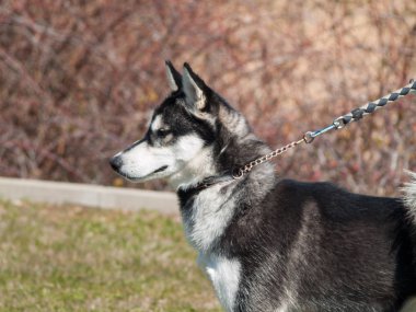 kırsal komik sevimli köpek