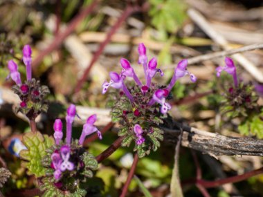 Alanda bahar yaban çiçekleri 