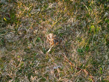 alanında çimenlerde yılan 