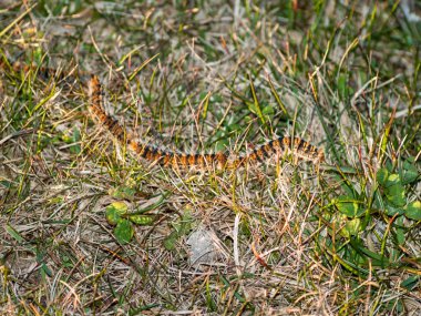 alanında çimenlerde yılan 