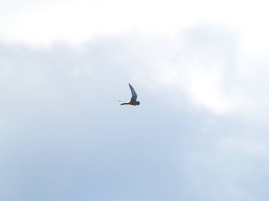 Falco tinnunculus - güzel ortak kerkenez yayılan bir bulutlu gökyüzü üzerinde kanatları