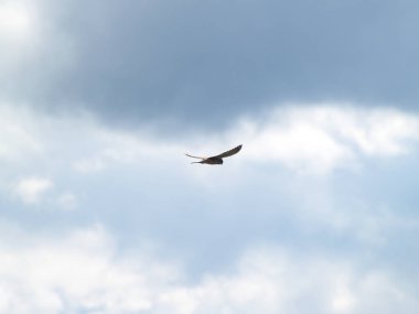 Falco tinnunculus - güzel ortak kerkenez yayılan bir bulutlu gökyüzü üzerinde kanatları