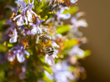 güzel çiçeklenme bitki üzerinde arı, yakın
