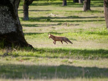ormanda Fox avcılık