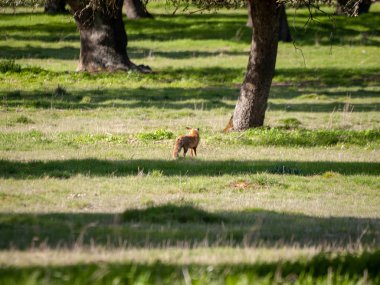 ormanda Fox avcılık