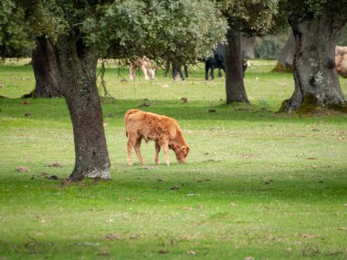 İnek kırsal üzerinde otlatma ilkbaharda, Salamanca, İspanya