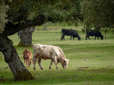 İnek kırsal üzerinde otlatma ilkbaharda, Salamanca, İspanya