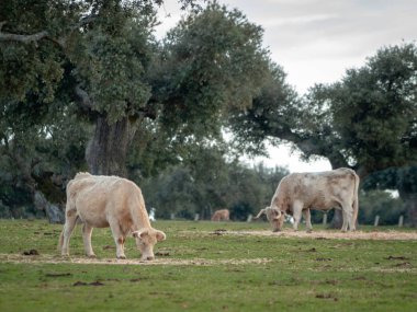 İnek kırsal üzerinde otlatma ilkbaharda, Salamanca, İspanya