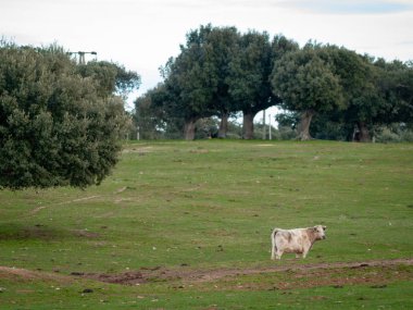 İnek kırsal üzerinde otlatma ilkbaharda, Salamanca, İspanya
