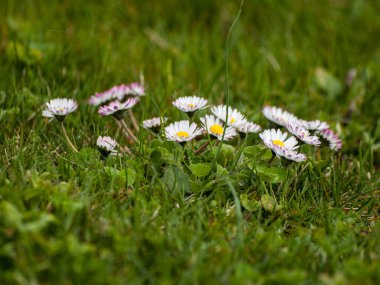 Alanda bahar yaban çiçekleri 