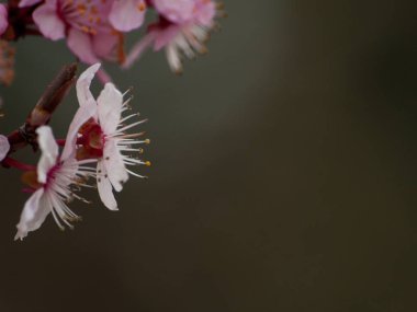 elma ağacı çiçeği ilkbaharda yakın çekim