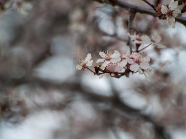 elma ağacı çiçeği ilkbaharda yakın çekim