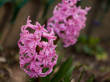 Bahçede açan çiçekler 