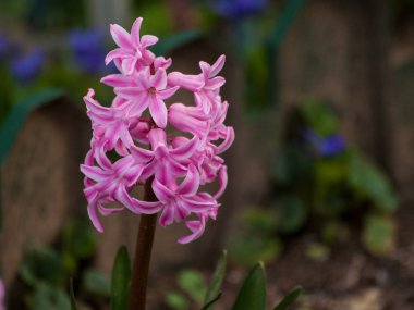 Bahçede açan çiçekler 