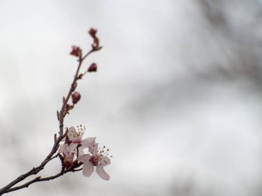 elma ağacı çiçeği ilkbaharda yakın çekim