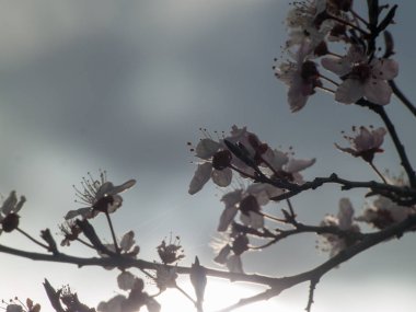 elma ağacı çiçeği ilkbaharda yakın çekim