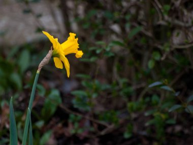 Bahar nergis bahçede, gündüz yakın çekim 
