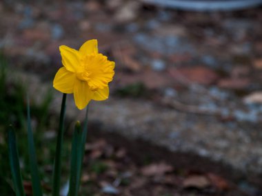 Bahar nergis bahçede, gündüz yakın çekim 