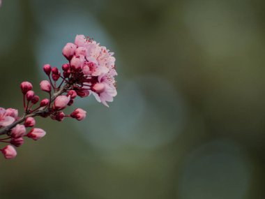 elma ağacı çiçeği ilkbaharda yakın çekim