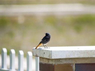 Kuşlar çitte oturuyor. 