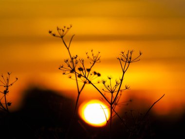 İspanya'da güzel günbatımı manzara. Doğa
