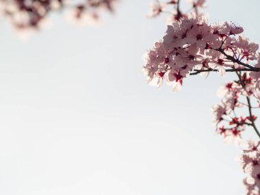 elma ağacı çiçeği ilkbaharda yakın çekim