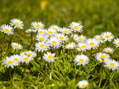 Alanda bahar yaban çiçekleri 