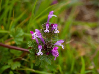 güzel çiçek açan yaz çiçeği yakın