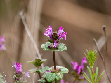 güzel çiçek açan yaz çiçeği yakın