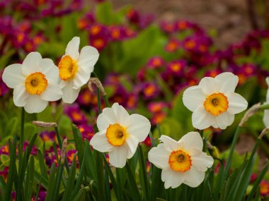 Bahar nergis bahçede, gündüz yakın çekim 