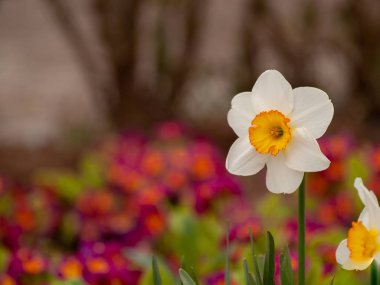 Bahar nergis bahçede, gündüz yakın çekim 