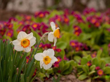 Bahar nergis bahçede, gündüz yakın çekim 