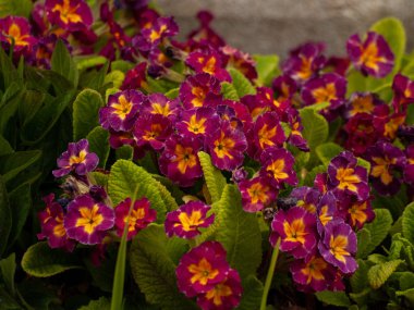 Bahçede açan çiçekler 