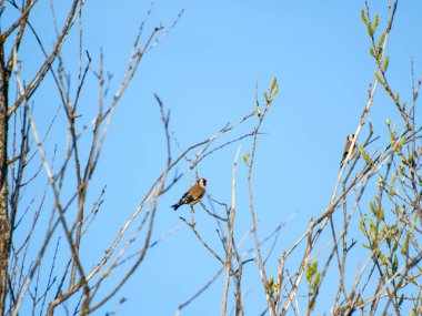 Bir ağaca tüneen güzel kuş 