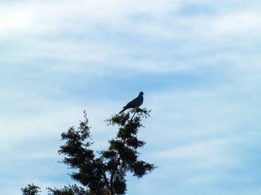 Bir ağaca tüneen güzel kuş 