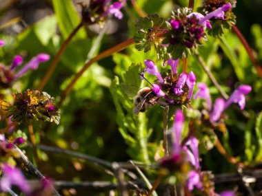 yaban çiçeği tomurcuk 