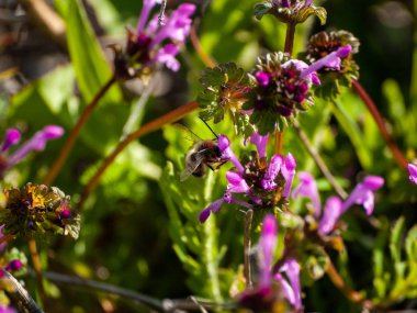 yaban çiçeği tomurcuk 
